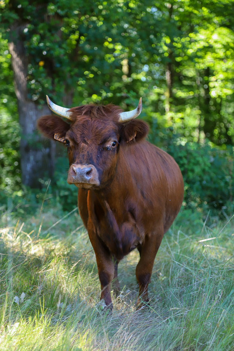 MATERIEL DE CLÔTURE BOVINS